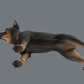 Black and Tan Dog With Erect Ears Standing In 3D Render Against Gray Background