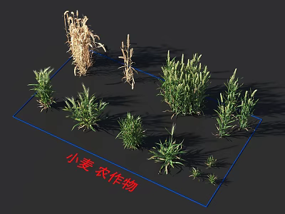 Healthy Wheat Crops Showing Different Growth Stages In Farm Environment 3d model