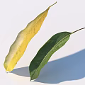 Two Leaves Yellowish Green And Dark Green With Spots On White Background Casting Shadows
