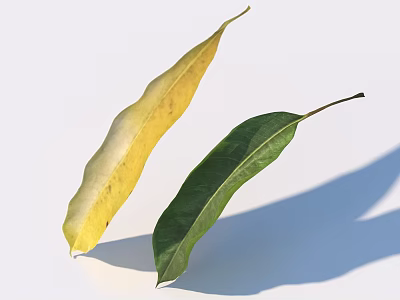 Two Leaves Yellowish Green And Dark Green With Spots On White Background Casting Shadows 3d model