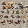 Marine Themed Decorative Ornament Set With Various Shells Starfish And Crabs On Sandy Background