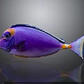 Vibrant Purple Tropical Fish With Blue Edges Orange Spots And White Tail On Gray Background