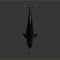 Spotting Dolphin Cartoon Dolphin Animation Dolphin Animation Dolphin Animation Character Game Character 3d model
