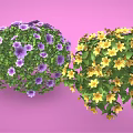 Colorful Spherical Flowering Bushes With Red Purple Yellow Blooms And Green Leaves On Pink Background