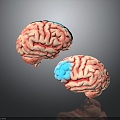 Human Brain Human Brain Brain Structure Head Planer Face Human Head Planer Face Human Brain Planer Face Structure 3d model