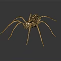 Brown Patterned Spider With Long Legs On Gray Surface Showing Reflection