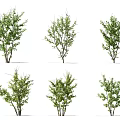 Six Green Leafy Trees with Varied Canopy Shapes for Landscape Design 3d model
