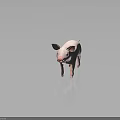Cute Pink Piglet Standing On Shiny Black Surface With Soft Gray Background
