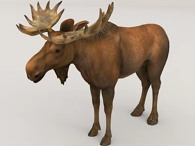 Realistic Brown Moose With Large Antlers Standing On White Background 3d model