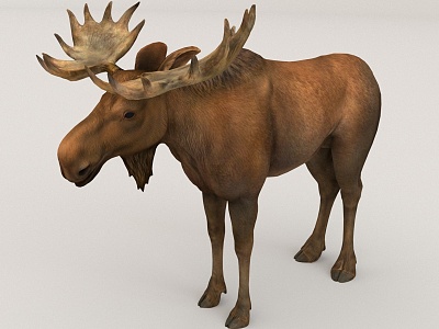 Reindeer Wildlife 3d model