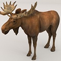 Reindeer Wildlife 3d model