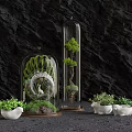 Decorative Bonsai Plants in Glass Cloches with Green Foliage and White Pots on Dark Background