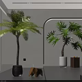 Indoor Bonsai Potted Plants Palm Monstera Black White Pots Large Window Bright Interior Wooden Decor