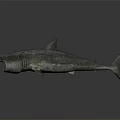 Realistic Shark 3D Model With Open Mouth And Sharp Teeth Against Dark Background 3d model