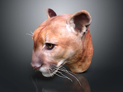 Cougar Head Model With Brown Fur Yellow Eyes And White Whiskers On Dark Background 3d model