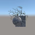 Bonsai Plant With Stone Sphere Planter Square Base And Sprouting Branches On Indoor Display Stand