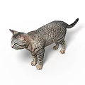 Realistic Gray Tabby Cat Standing Isolated On White Background With Detailed Fur