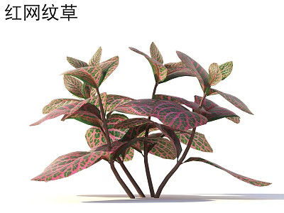 Red Nerve Plant with Red and Green Reticulated Leaves as Indoor Ornamental Plant 3d model