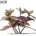 Red Nerve Plant with Red and Green Reticulated Leaves as Indoor Ornamental Plant