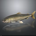 Realistic Silver Fish Side View With Shiny Scales On Dark Background