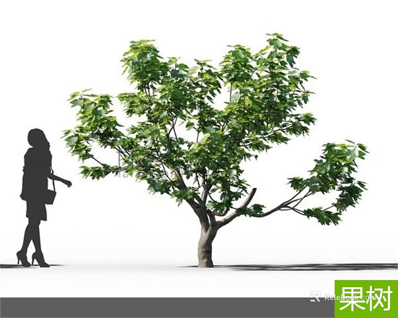 Lush Green Fruit Tree With Dense Foliage Beside Walking Woman Silhouette 3d model 