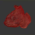 Aquatic Animal Red Fish With Rough Textured Skin On Dark Background Surface