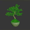 Artistic Bonsai Arbor With Curved Trunk Green Leaves And Mossy Pot