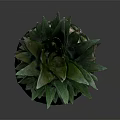Fresh Ripe Pineapple Featuring Green Leaf Crown and Textured Skin on Dark Reflective Surface
