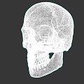 Detailed White Human Skull Sculpture Artistic Carving Design And Craftsmanship