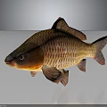Vibrant Orange And Golden Carp Fish With Shiny Red Scales And Reflection