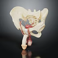 Realistic 3D Model of Human Pelvis Organs and Hair Structure with Anatomical Details