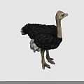 Standing Ostrich With Black Feathers And Long Neck In White Background
