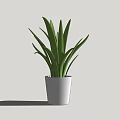 Indoor Decorative Potted Plant With Long Slender Green Leaves In White Pot