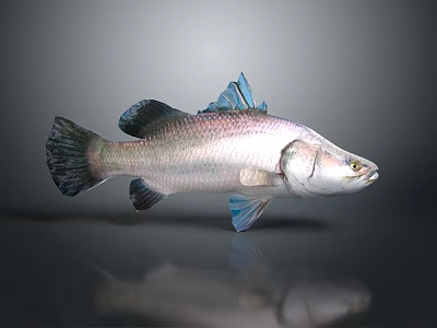 3D Rendered Fish with Silver Body and Blue Fins on Gray Background with Reflection 3d model