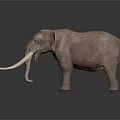Gray Elephant 3D Model With Long White Tusks Standing On Dark Background