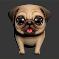 Adorable Light Brown Pug With Big Eyes Standing On Black Reflective Surface And Tongue Out