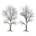 Two Bare Trees With Visible Roots And Leafless Branches In White Background