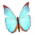 Vibrant Blue Butterfly with Red Edged Wings Isolated on Black Background