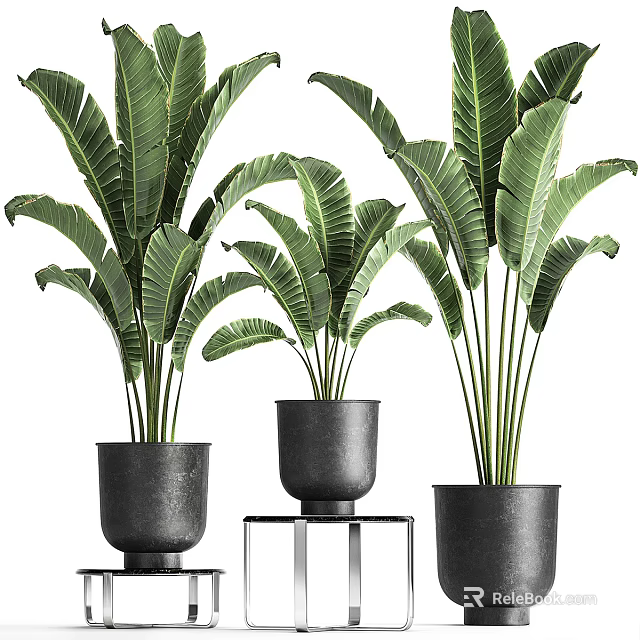 Large Potted Plants With Broad Leaves In Black Pots And Metal Stand 3d model 