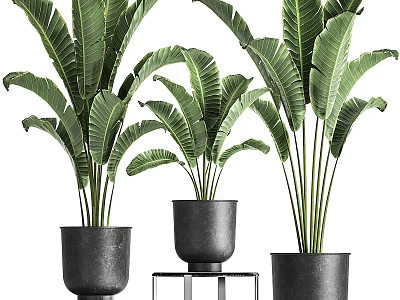 Large Potted Plants With Broad Leaves In Black Pots And Metal Stand 3d model