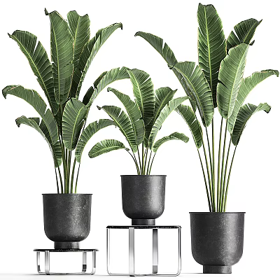 Large Potted Plants With Broad Leaves In Black Pots And Metal Stand 3d model