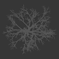 Leafless Tree With Bare Branches Against Black Background And Textured Trunk 3d model
