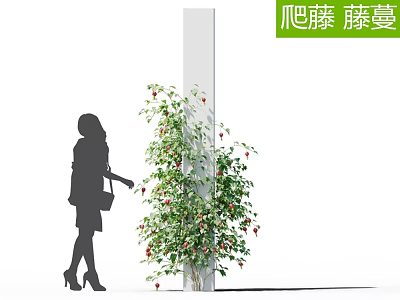 Climbing Vines With Red Flowers Growing On White Pillar Near Woman Silhouette 3d model