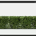 Lush Green Well Trimmed Garden Hedge With Dense Foliage And Neat Shape