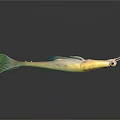 Vibrant Yellow Fish with Green Tail Fins Long Snout and Reflection on Dark Background