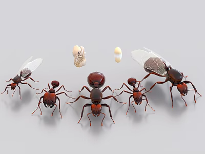 ant fly ant ant egg ant egg worker ant 3d model