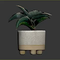Green Leafy Potted Plant In Textured White Ceramic Pot With Wooden Base