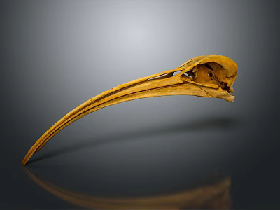 Bird Skull Skeleton With Long Curved Beak And Detailed Bone Structure 3d model