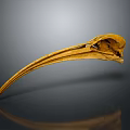 Bird Skull Skeleton With Long Curved Beak And Detailed Bone Structure