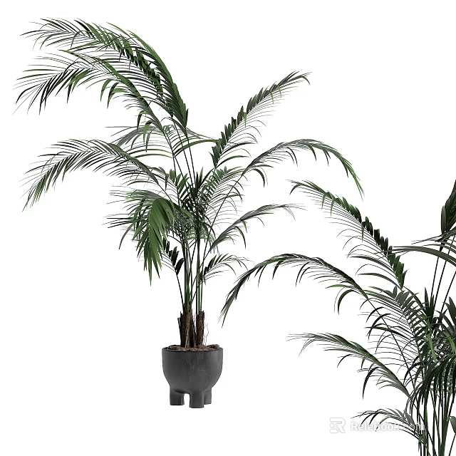 Potted Palm Plant With Long Feathery Green Leaves In Gray Pot For Indoor Decor 3d model 
